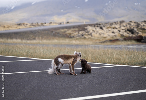 Arctic fox with her young puppy walking in a car park in Iceland photo