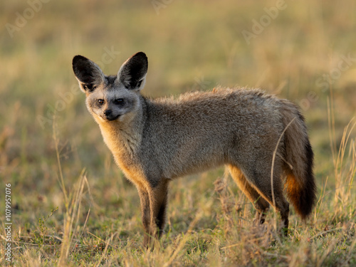 Bat-eared fox