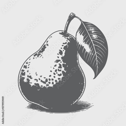 pear fruit sketch