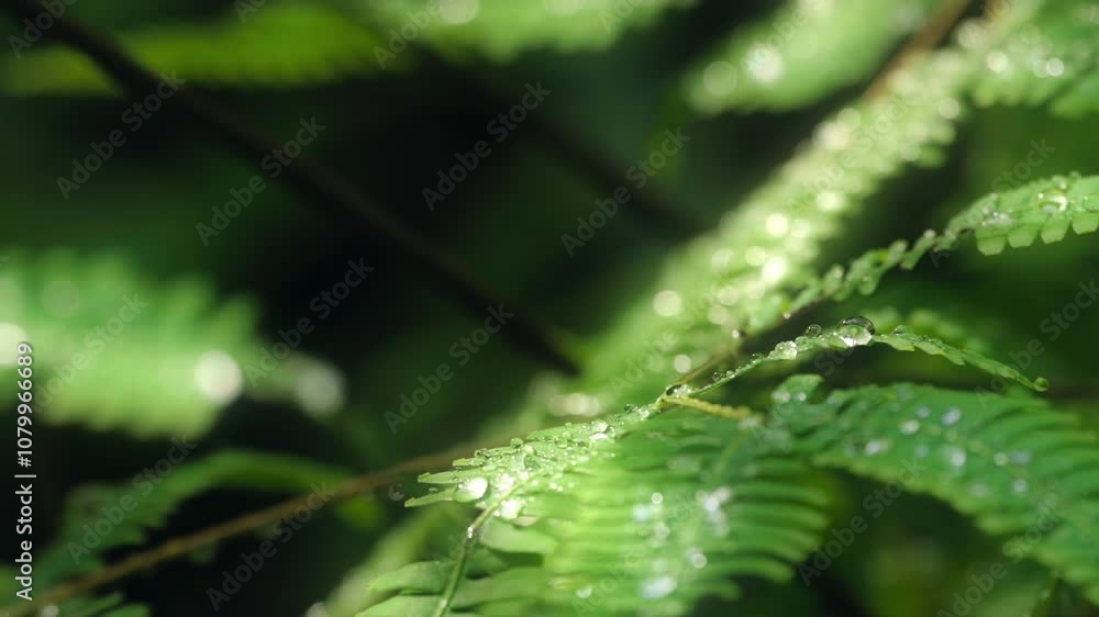 Video of a close up water droplets on a green fern leaf separated from the background in a rainforest. 4K Resolution. Full HD Video of a close up water droplets on a green fern leaf separated from the background in a rainforest. 4K Resolution. Full HD