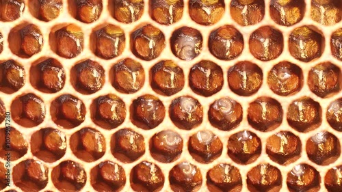 Eggs and larvae of future honey bees.
These are two successive phases of honey bee development.
 photo