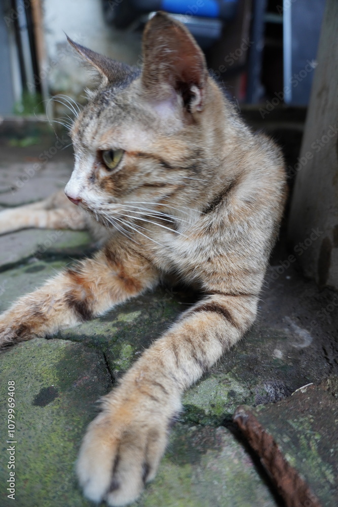 A tabby cat with brown and orange fur rests on a mossy, uneven concrete surface. Its green eyes are focused to the side, showcasing a curious expression. The background is outdoors with blurred A tabby cat with brown and orange fur rests on a mossy, uneven concrete surface. Its green eyes are focused to the side, showcasing a curious expression. The background is outdoors with blurred
