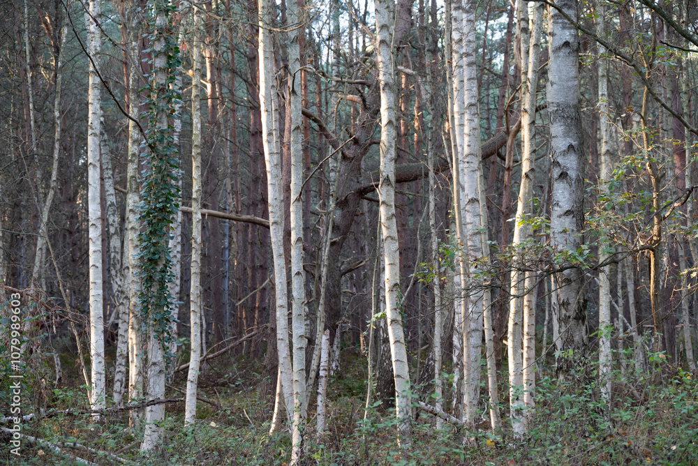 trees in the forest trees in the forest