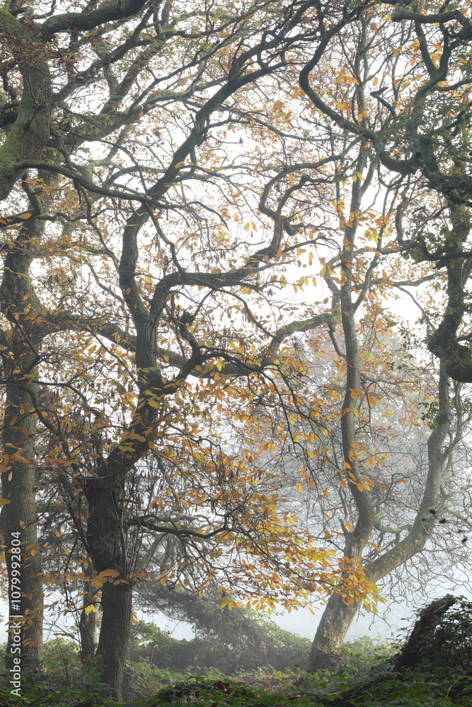 Obraz premium The last of the autumn leaves
