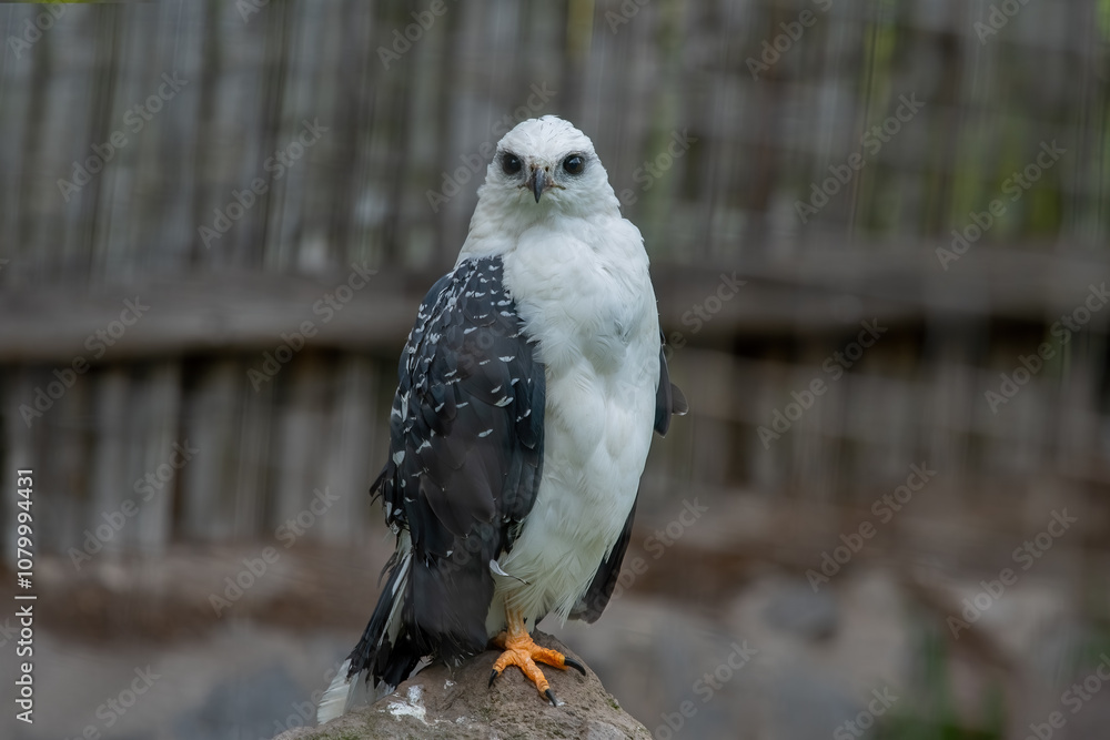 Grey-backed Falcon (Latin name: Falco rusticolus) on a ledge at an open bird sanctuary near Otavalo, Ecuador