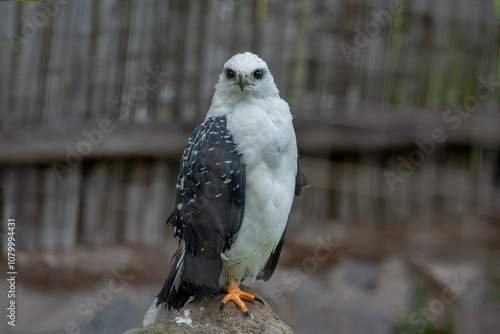 Obraz na płótnie Grey-backed Falcon (Latin name: Falco rusticolus) on a ledge at an open bird sanctuary near Otavalo, Ecuador w salonie