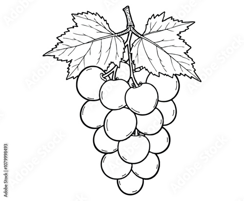 grape fruit coloring page vector Illustration