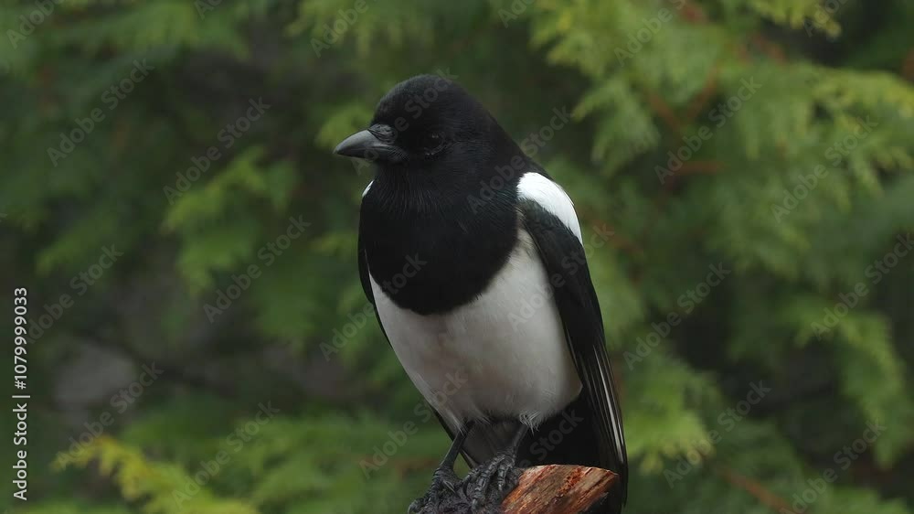 bird magpie perched on branch portrait misty day natural world norway bird magpie perched on branch portrait misty day natural world norway