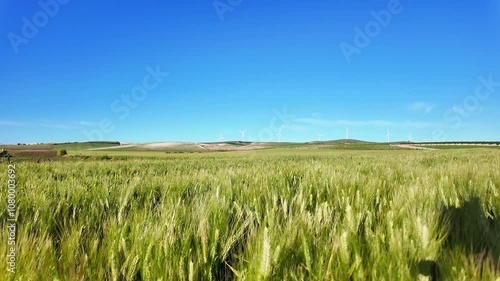 Wheat field swaying gently under the clear blue sky in the countryside on a sunny day.
