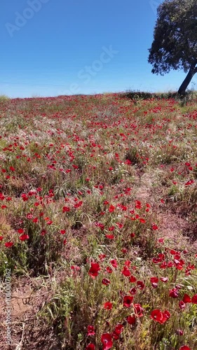 Vibrant wildflower field in full bloom showcasing red poppies under a clear blue sky during springtime