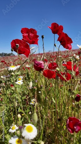 Vibrant wildflower field in full bloom showcasing red poppies under a clear blue sky during springtime