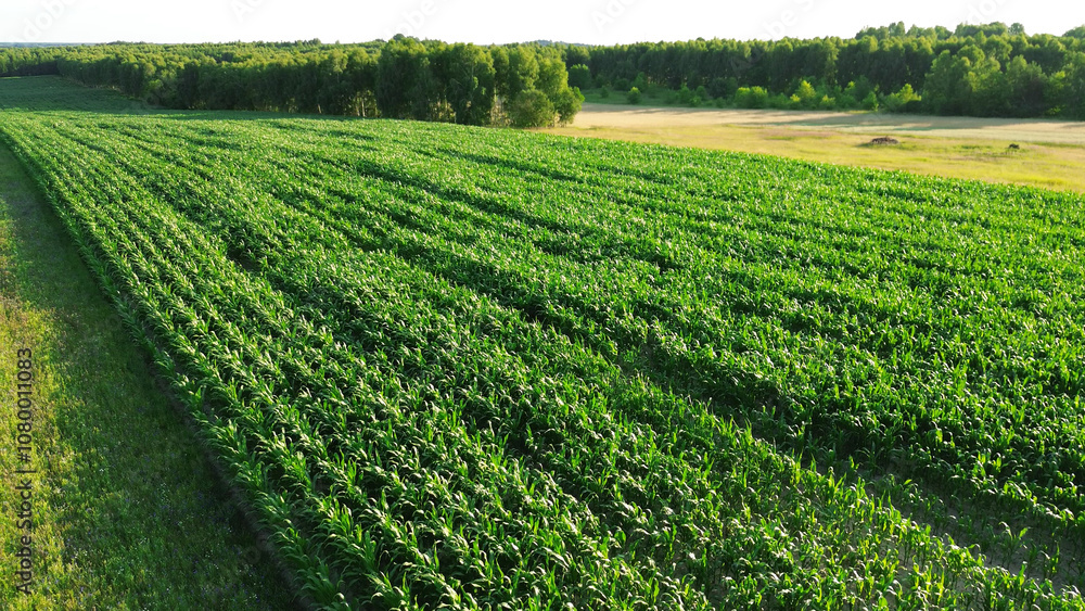 Growing Corn Field Aerial View Growing Corn Field Aerial View