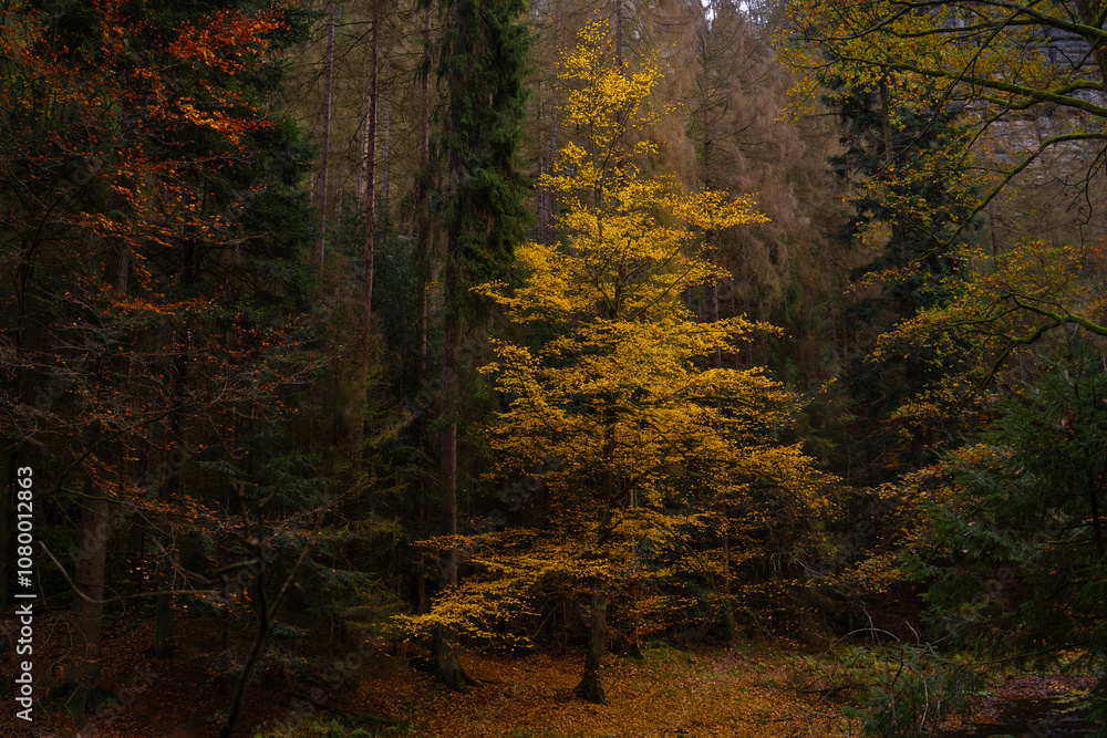Fototapeta premium Ein leuchtender Baum im dunklen Wald