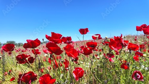 Vibrant wildflower field in full bloom showcasing red poppies under a clear blue sky during springtime