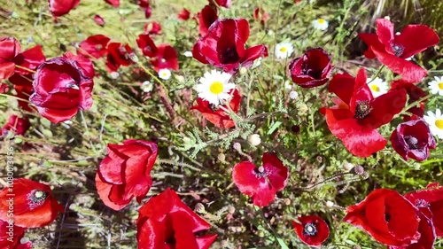 Vibrant wildflower field in full bloom showcasing red poppies under a clear blue sky during springtime