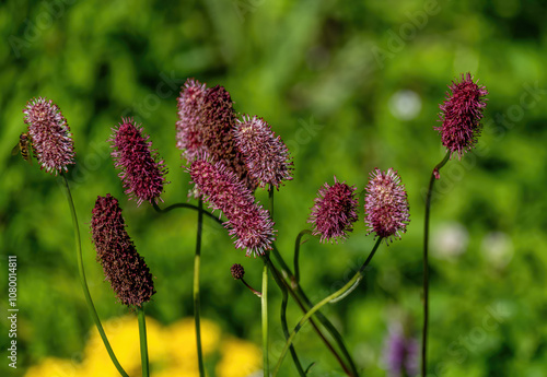 The plant is a medicinal hemophilus in close-up. photo