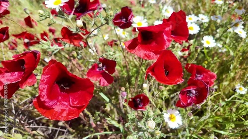Vibrant wildflower field in full bloom showcasing red poppies under a clear blue sky during springtime