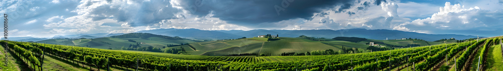 Panoramic photograph of the vineyards in a sleek Panoramic photograph of the vineyards in a sleek