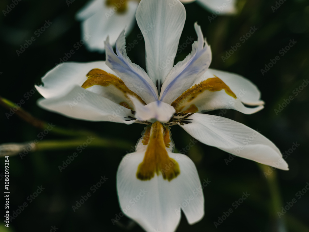 Spring flower Spring flower