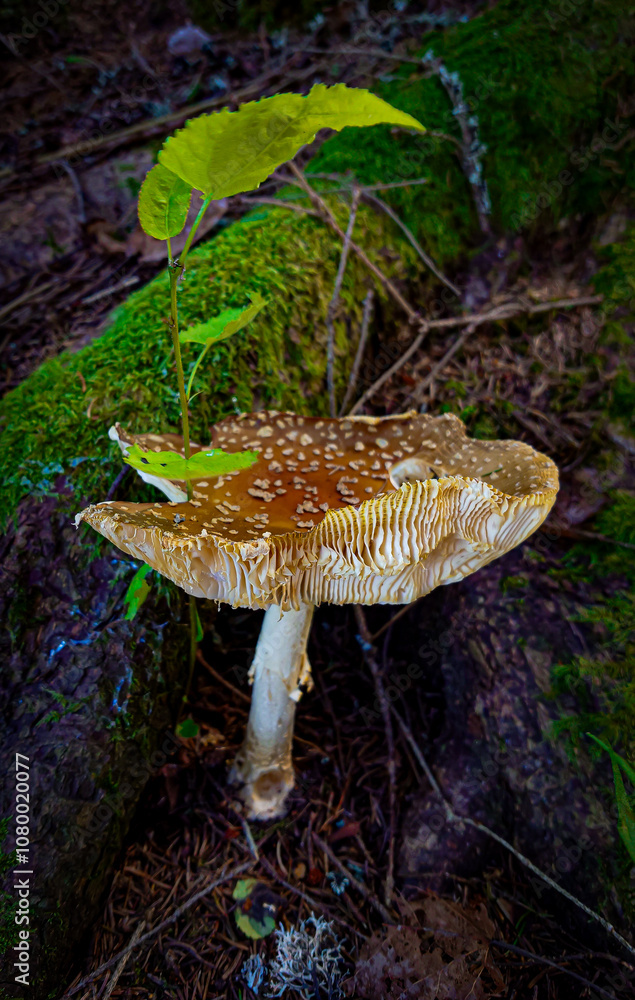 Fototapeta premium Mushroom in the forest 