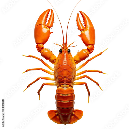 a crayfish on Isolated transparent background png. generated with AI photo