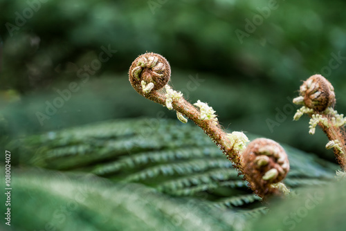 Unfurling tree fern frond in New Zealand