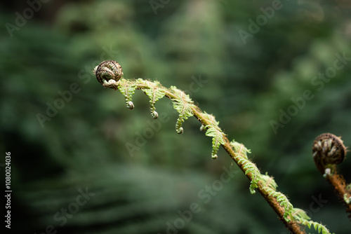 Unfurling tree fern frond in New Zealand photo