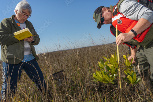 Researchers document farthest north mangrove, St. Marys, Georgia. photo