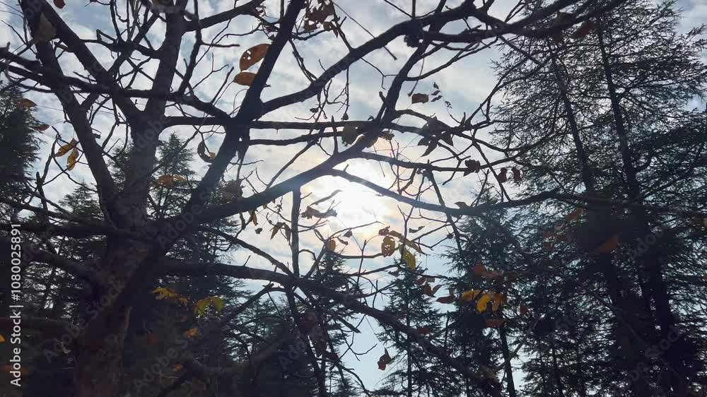 Golden Hues of Autumn in Kashmir: A Symphony of Falling Leaves, Bare Trees, and Crisp Air Clip 57 Golden Hues of Autumn in Kashmir: A Symphony of Falling Leaves, Bare Trees, and Crisp Air Clip 57