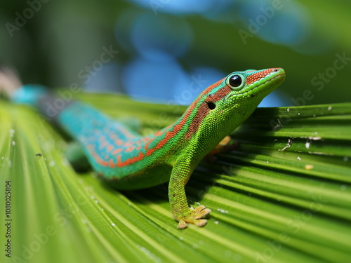 Blue-tailed Ornate Day Gecko - protected endemic species of Mauritius in its natural habitat - Lacépède's gecko