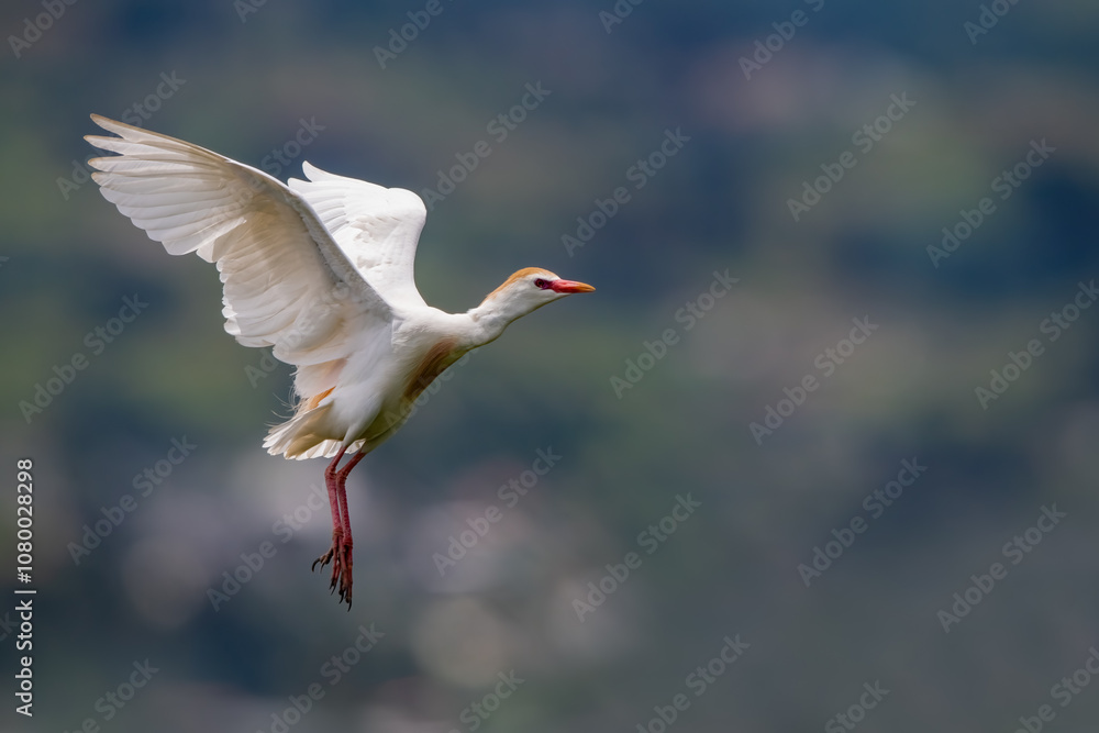 Cattle Egret (Bubulcus Ibis) flying in Chobe National Park