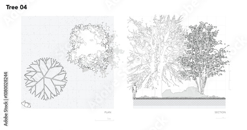 Architectural Drawings, Minimal style cad tree line drawing, Side view, set of section wetland forest outline for landscape design drawing. Vector illustration in seperate element