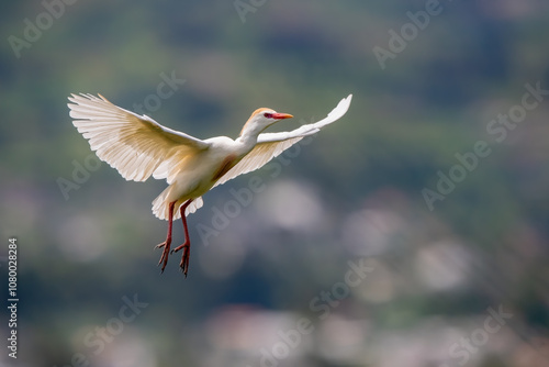 Obraz na płótnie Cattle Egret (Bubulcus Ibis) flying in Chobe National Park w salonie