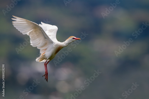 Obraz na płótnie Cattle Egret (Bubulcus Ibis) flying in Chobe National Park w salonie
