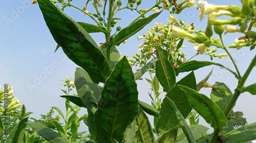 close up of plant leaves and tobacco flowers with a bright blue sky (Nicotiana Tabacum) background. background copy space tobacco plants