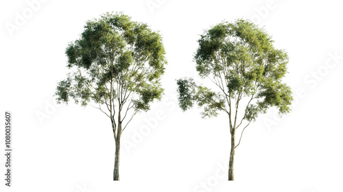 Eucalyptus tree isolated on transparent background for garden design.