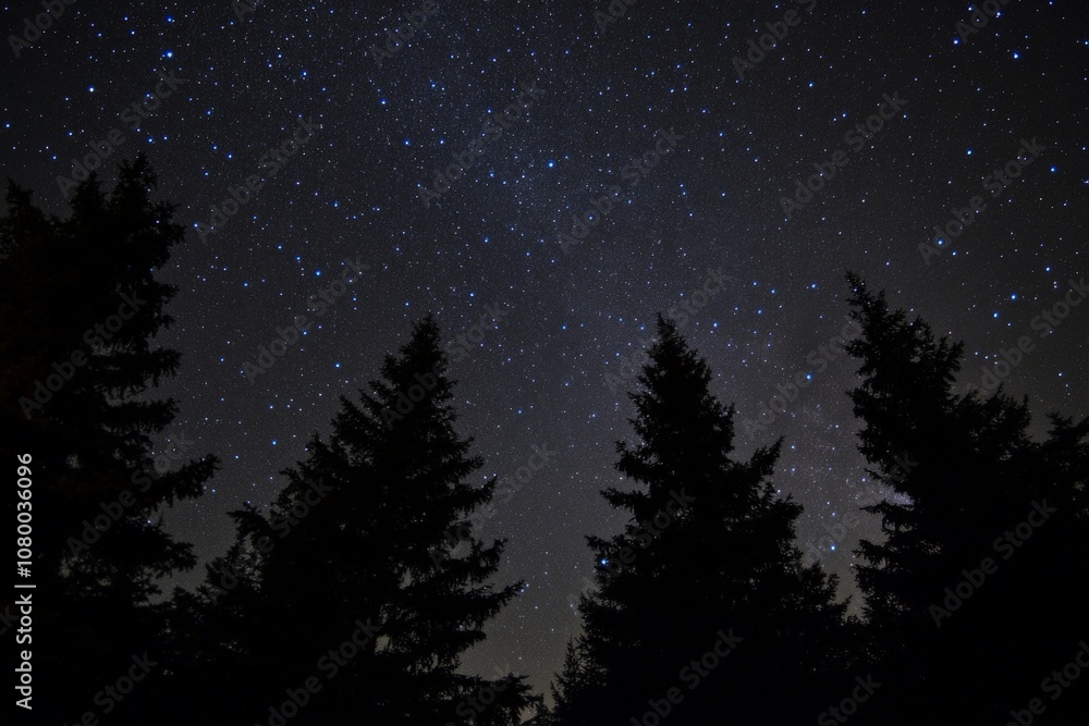 Naklejka premium Starry Night Sky Over Silhouetted Evergreen Forest Background