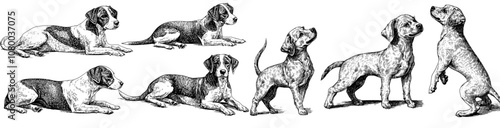 Cute purebred dog breeds collection. Corgi, Akita Inu, Bobtail, Border Collie, English bulldog pedigrees.