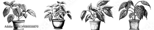 Withered wilted plant in a pot with dry, dead leaves, sick leaves, damaged dying spathiphyllum, and faded flowers with disease. Modern flat illustration isolated on white.