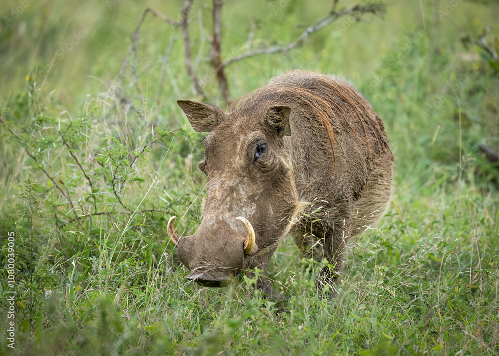 Fototapeta premium A warthog with tusks, a favorite prey animal for lions, stands in long grass in its typical habitat while it keeps a wary eye on the photographer in a game reserve in South Africa.