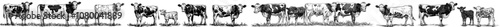 Isolated flat modern illustration of milking dairy cows with calf. Bovine cattle, livestock with udders and spotted black and brown coat. Here they are eating, walking, grazing, standing and looking