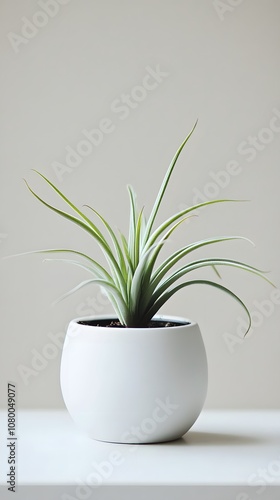 A sleek white ceramic pot with an air plant, in a simple and elegant style, against a clean background. The focus is on the texture of the material and the minimalist design of the planter