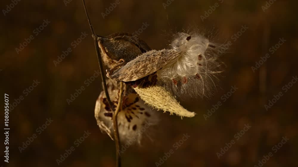 Common milkweed (Asclepias syriaca L.) plant pod, 4K Common milkweed (Asclepias syriaca L.) plant pod, 4K