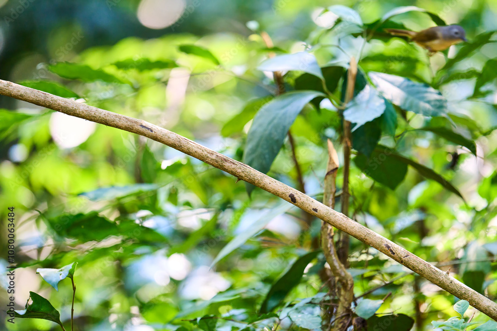 Wild birds living in the forest outdoors Wild birds living in the forest outdoors