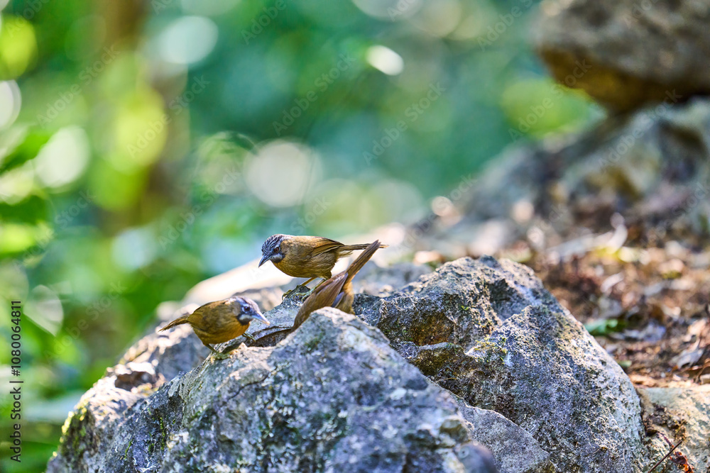 Wild birds living in the forest outdoors Wild birds living in the forest outdoors