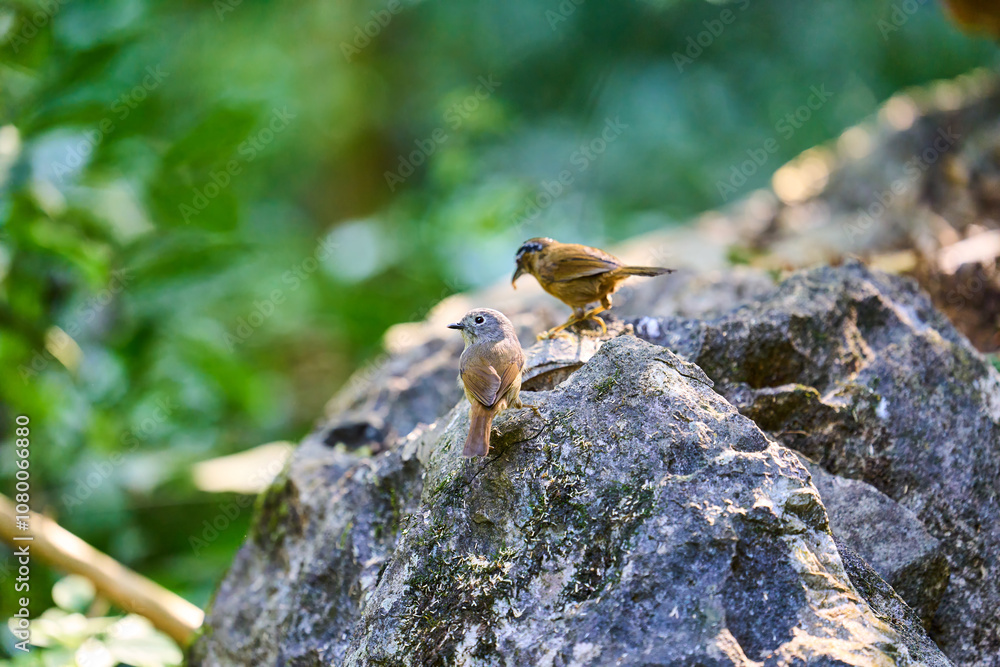 Wild birds living in the forest outdoors Wild birds living in the forest outdoors
