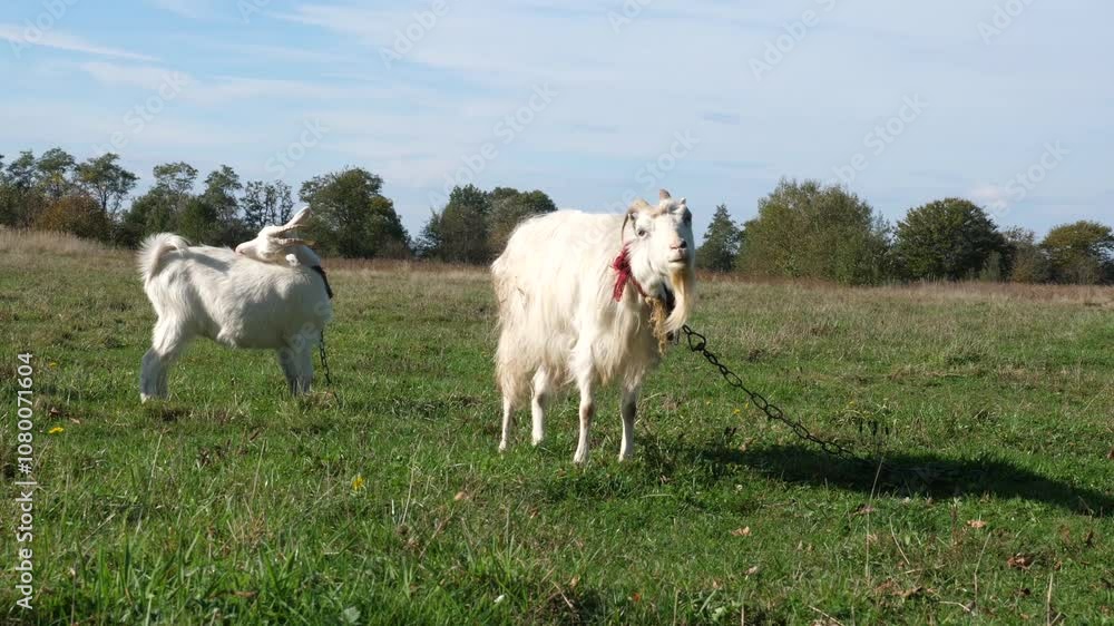 Goats graze on the meadow. Agriculture. Care of goats. Goats graze on the meadow. Agriculture. Care of goats.