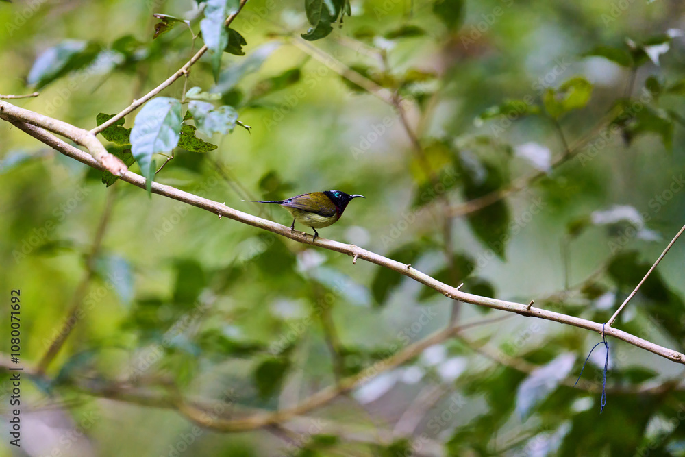 Obraz premium Wild birds living in the forest outdoors