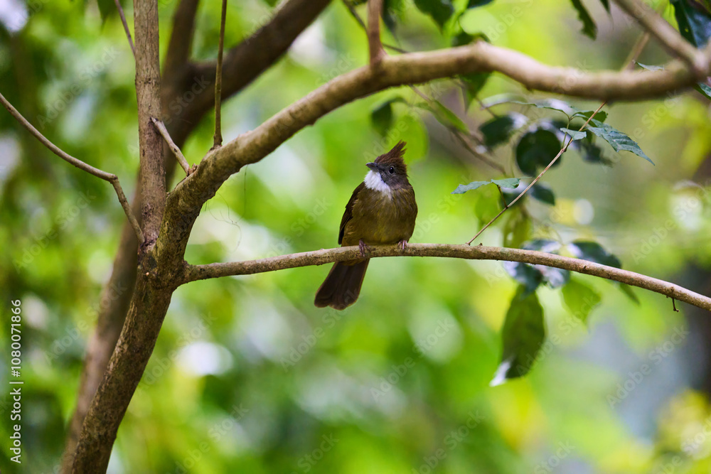 Obraz premium Wild birds living in the forest outdoors