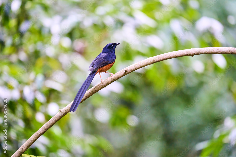 Wild birds living in the forest outdoors Wild birds living in the forest outdoors